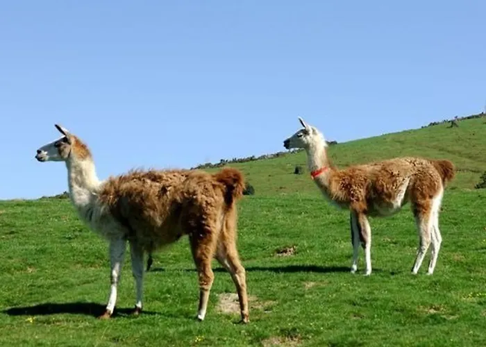 6 Pers, Pied Des Pistes, Balcon, Parking Couvert, Animaux Ok, Grand Tourmalet - Fr-1-404-56 דירה לה מונג'י